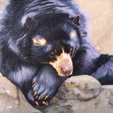 Andean Bear /Spectacled Bear/Andean Short-Faced Bear