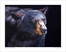 Back in Black Bear © J W Baker